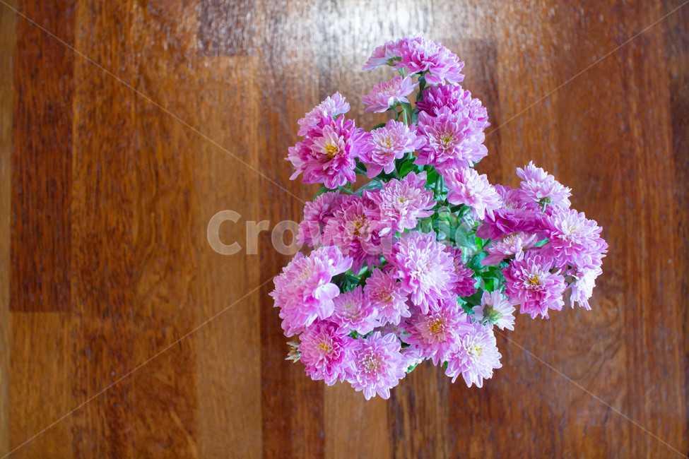 꽃,화분,화단,plant,식물,flower,blossom,식물,자연,plants,nature,꽃,flower