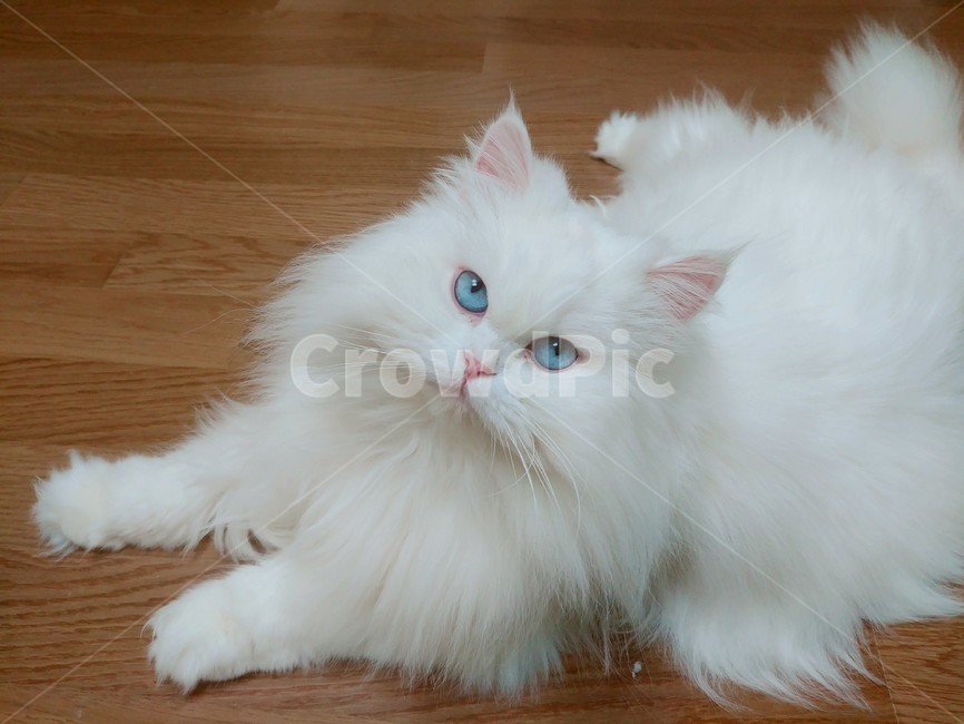 고양이,하얀고양이,야옹이,집고양이,야옹,동물,animal,포유류,mammal,고양이,cat,kitten,kitty