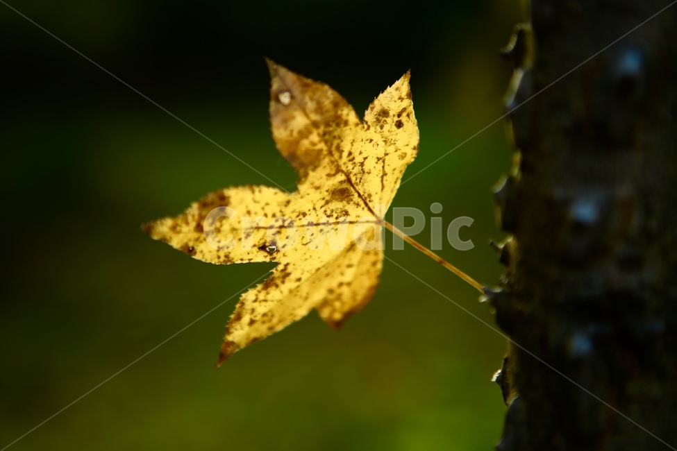 나뭇잎,하늘,가을,단풍,별모양,노랑색,가을,계절,fall,autumn,season,식물,자연,plants,nature,plant,leaf,잎,tree,나무