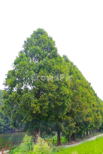 나무,길,도로,가로수,호수,자연,풍경,nature,landscape,tree,plant,식물,oak,오크