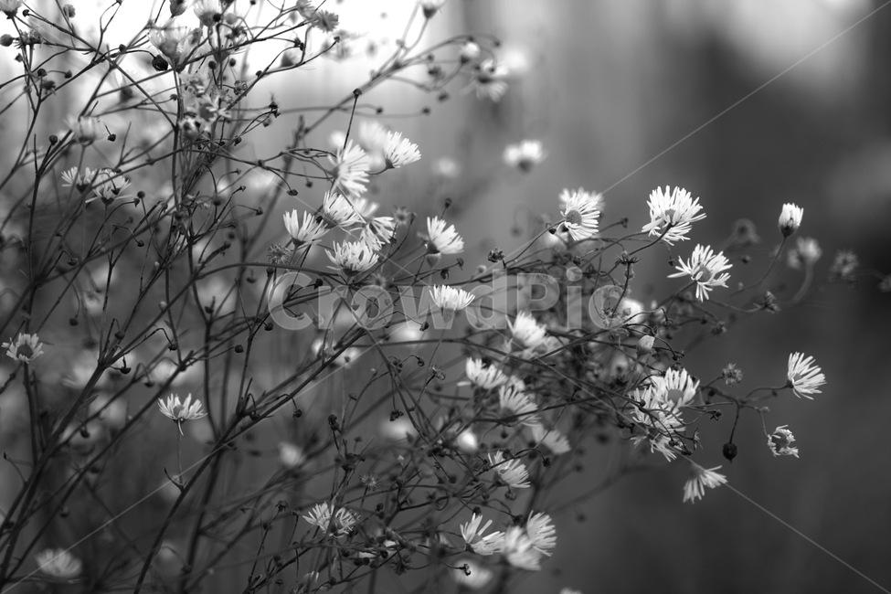 들꽃,꽃,야생화,자연,식물,식물,자연,plants,nature,꽃,flower,흑백,모노톤,monochrome,black and white