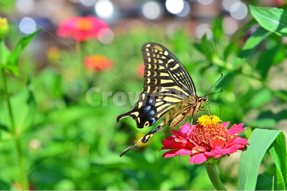 nature,자연,outdoors,옥외,백일홍,호랑나비,나비,plant,식물,항아리,식물,자연,plants,nature,꽃,flower,동물,animal,곤충,벌레,insect,bug