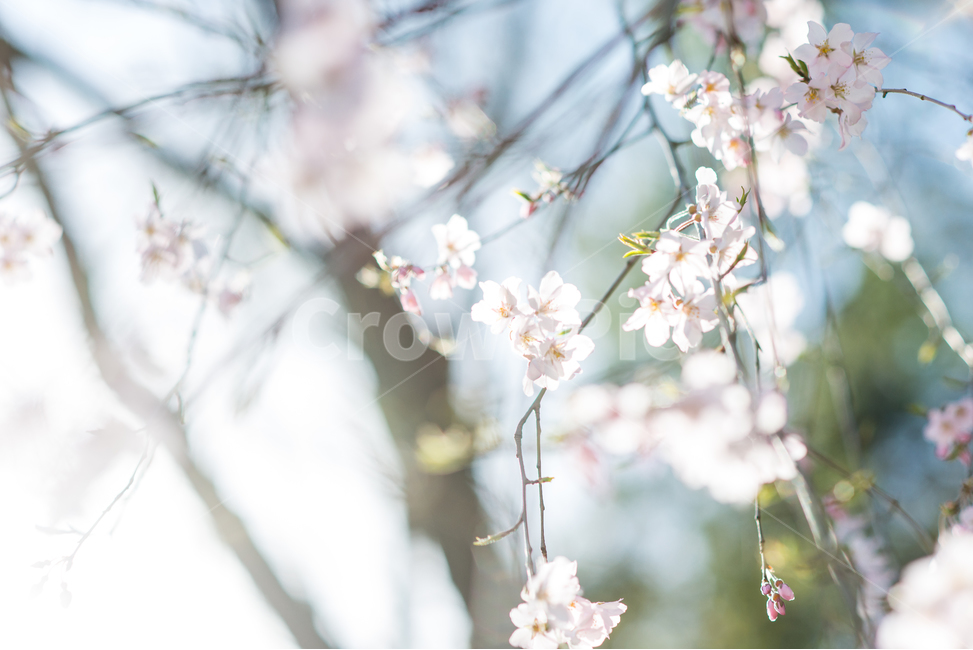 벚꽃,봄,감성,봄꽃,꽃나무,꽃,봄,계절,spring,season,식물,자연,plants,nature,꽃,flower,plant,blossom,cherry blossom