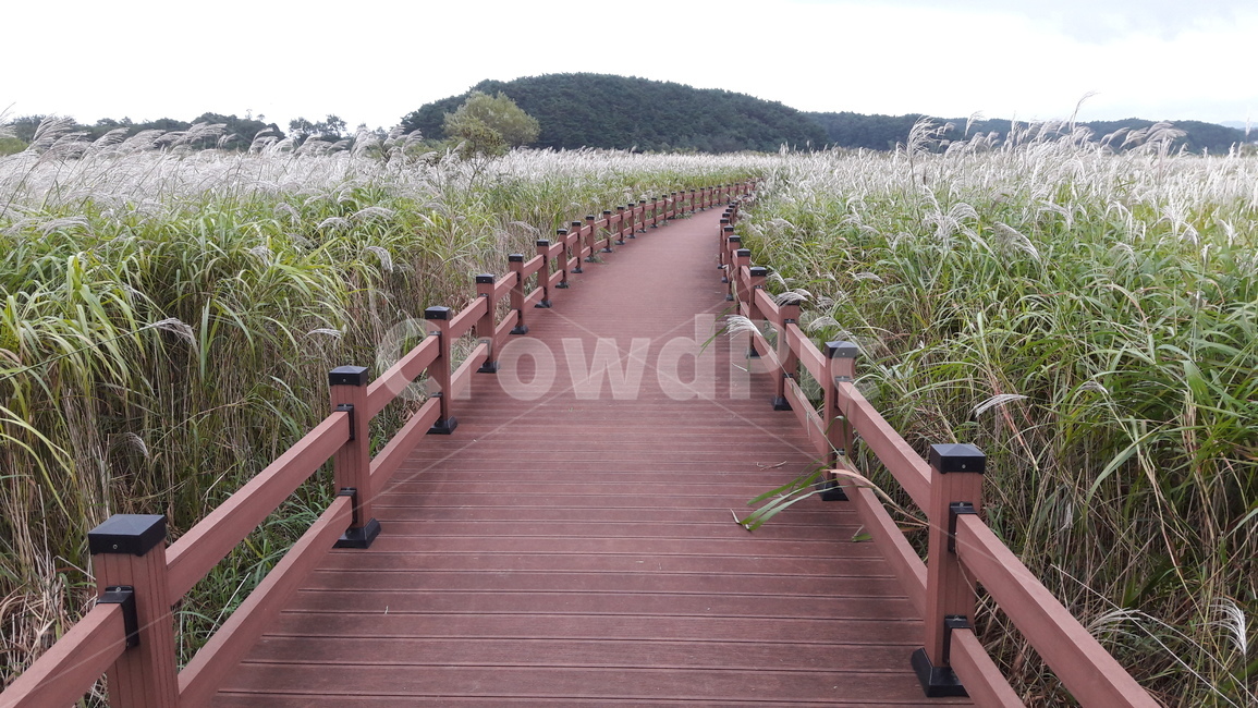 boardwalk,산책로,bridge,다리,handrail,난간,banister,양양,남대천,생태공원,억새
