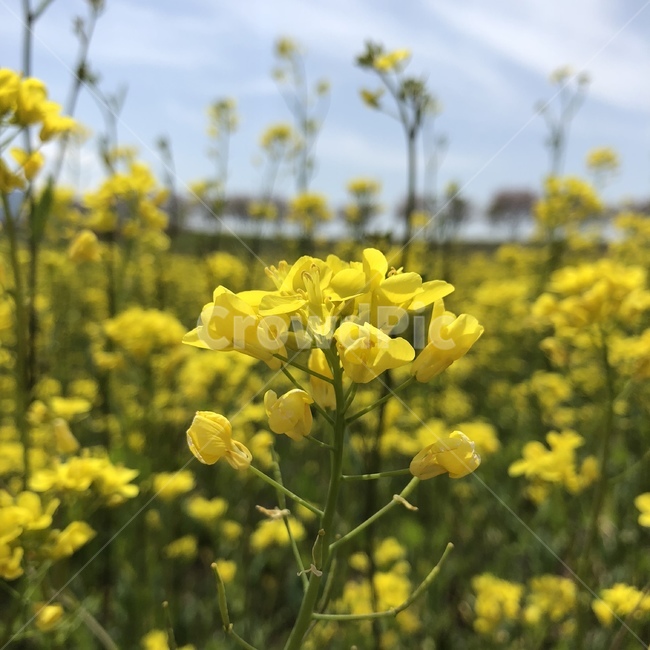 유채,유채꽃,봄꽃,봄,꽃사진,봄풍경,하늘,예쁜사진,봄,계절,spring,season,식물,자연,plants,nature,꽃,flower,field,들