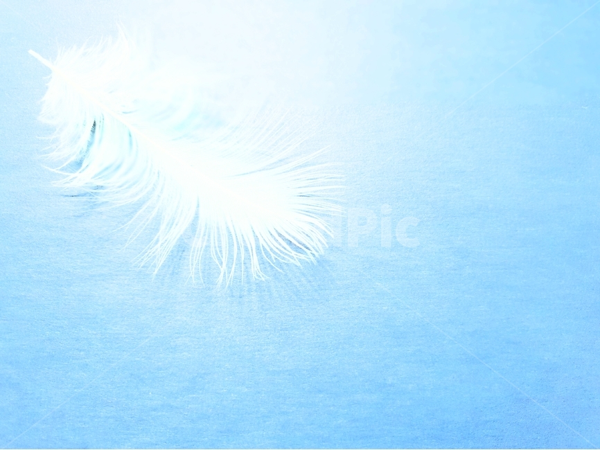 배경,새털,깃털,조류,배경이미지,동물,background,색감,바탕,텍스쳐,질감,패턴,배경화면,이미지,빈공간