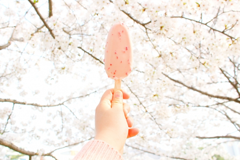 봄,벚꽃,감성사진,자연,풍경사진,풍경,꽃,색감,분홍,pink,아이스크림,딸기아이스크림,icecream,봄,계절,spring,season,음식,식재료,요리,food,cook,meal,dishes,food reserves,디저트,간식,후식,dessert,snack,색깔,색상,색채,색감,color sense,color sensitivity,feeling of color