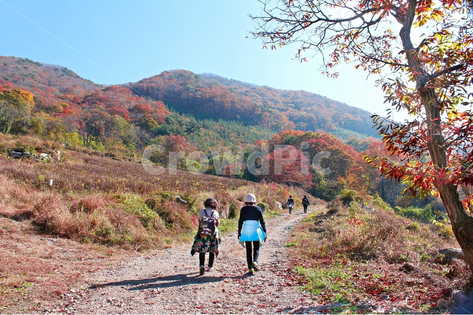 보행,사람,가을,마실길,자연,풍경,나들이,트랙킹,명품길,단풍길,전북,완주군,고종시마실길,동상면,동행,걸음,산보,전라북도,가을,계절,fall,autumn,season
