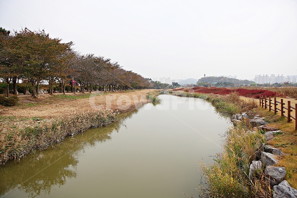 시흥갯골생태공원,생태공원,공원,갈대,억새,식물,자연,풍경,풀,잡초,갯골,자연,풍경,nature,landscape