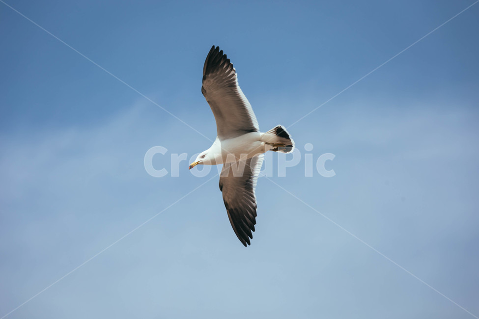 seagull,갈매기,bird,새,animal,동물,flying