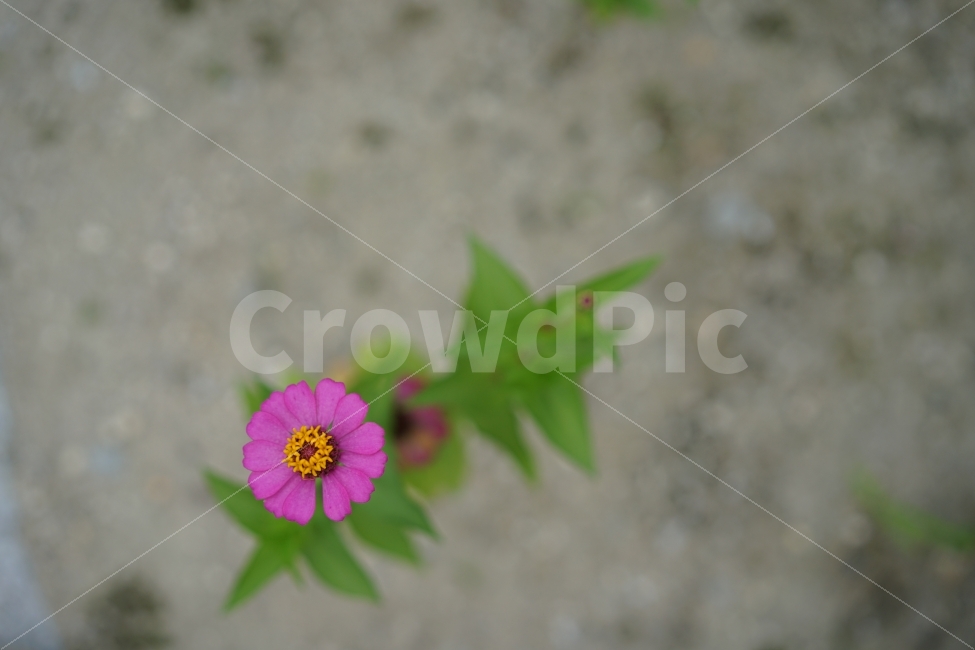 	꽃,플라워,색감,컬러,컬러풀,알록달록,뷰티,뷰티풀,자연,식물,생명,생명력,아름다움,예쁨,식물,자연,plants,nature,꽃,flower
