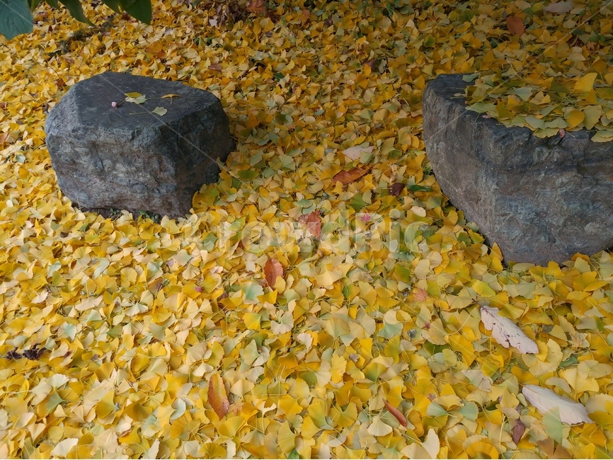 은행,낙엽,은행잎,가을,열매,정서,추억,바위,가을,계절,fall,autumn,season,plant,식물