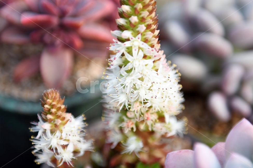 다육이,다육,다육식물,화분,식물,화초,배경,자연,plants,취미,그린,환경,키우기,아름다운,화려한,생명,생활,background,식물,자연,plants,nature