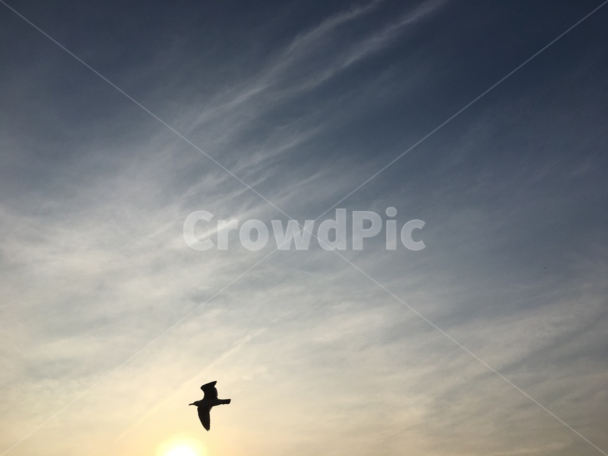 갈매기,하늘,새,한마리,비행,fly,seagull,sky,부둣가,오이도,동물,animal,조류,새,birds