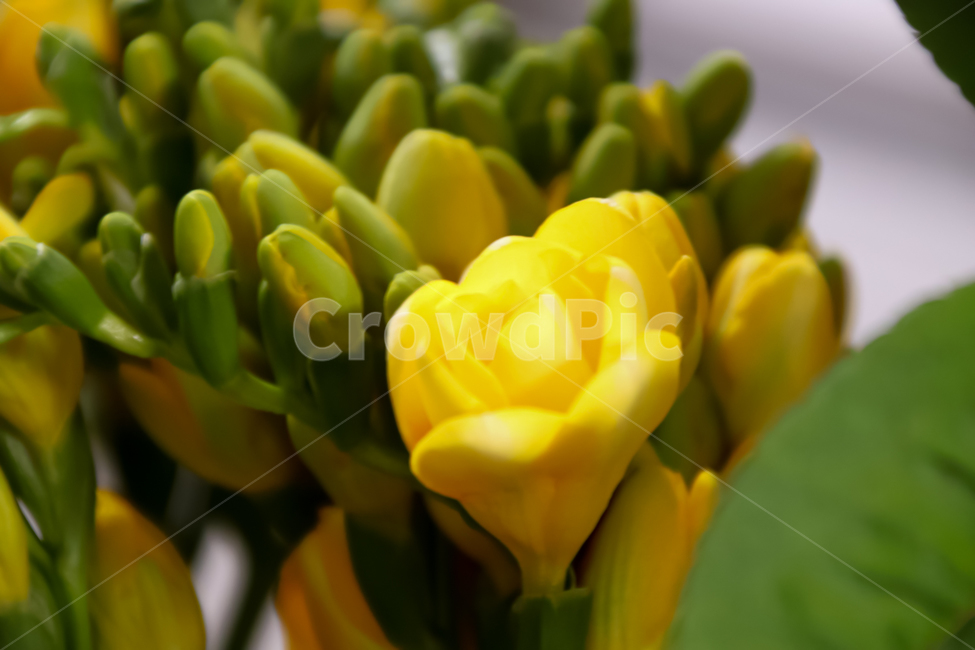 plant,식물,flower,꽃,blossom,꽃꽂이,flowerarrangement,flowerbouquet,꽃부케,식물,자연,plants,nature,꽃,flower