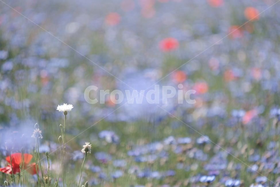 들꽃,꽃,야생화,flower,wildflower,꽃밭