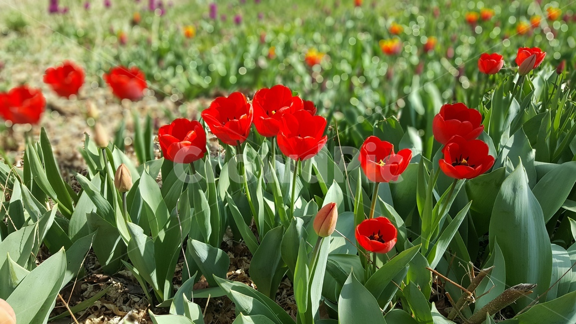 튤립,양재천,봄,꽃,빨강튤립,풍경,식물,식물,자연,plants,nature,꽃,flower