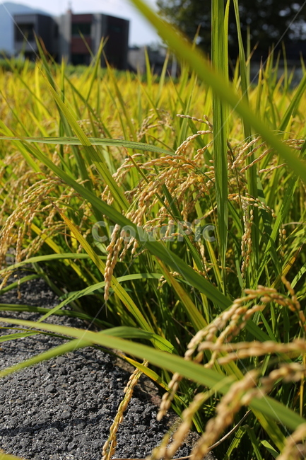 벼,자연,논,가을,추수,쌀,식물,nature,농업,농사,agriculture,farming,farming industry