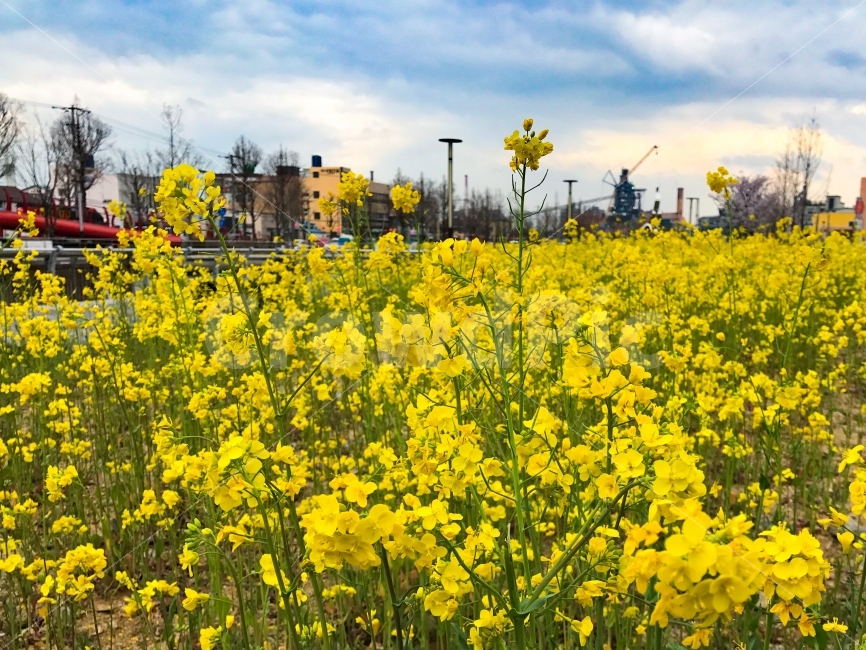 유채꽃,포항운하,공원,봄,꽃,노란,노란꽃,봄,계절,spring,season,식물,자연,plants,nature,꽃,flower,도시,풍경,city,landscape,grassland,목초지,outdoors,옥외,field,들,farm,농장,meadow,rural,농촌