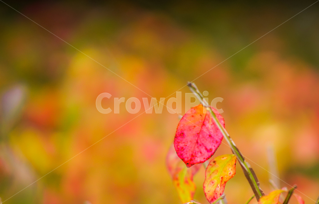 단풍,가을,자연,잎,잎파리,잎새,나무,가을,계절,fall,autumn,season,식물,자연,plants,nature,plant,leaf,animal,동물,invertebrate,무척추 동물,insect,곤충