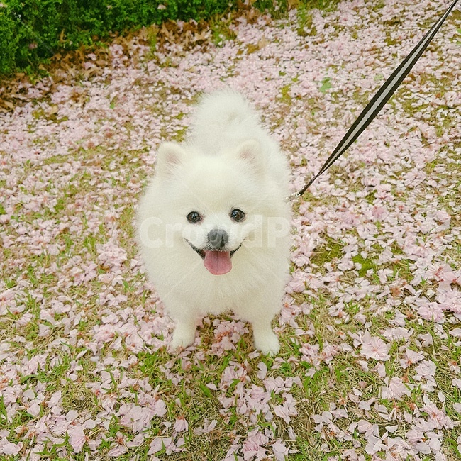 벚꽃,포메라니안,산책,강아지,꽃길,봄,spring,꽃잎,pink,정면보기,동물,animal,포유류,mammal,개,강아지,dog,doggy