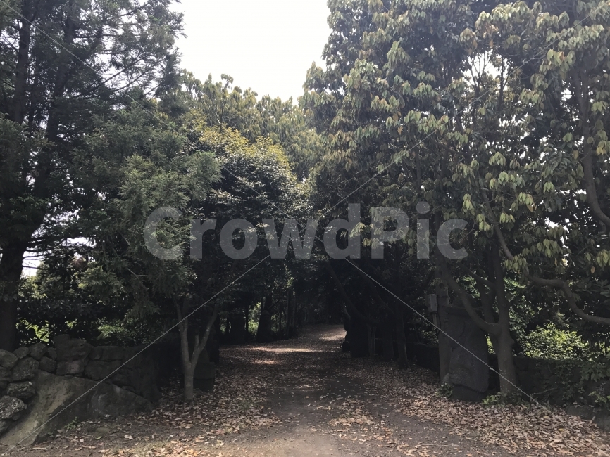 제주도,자연,무보정,숲길,나무길,웨딩,자연,풍경,nature,landscape,plant,식물,tree,나무