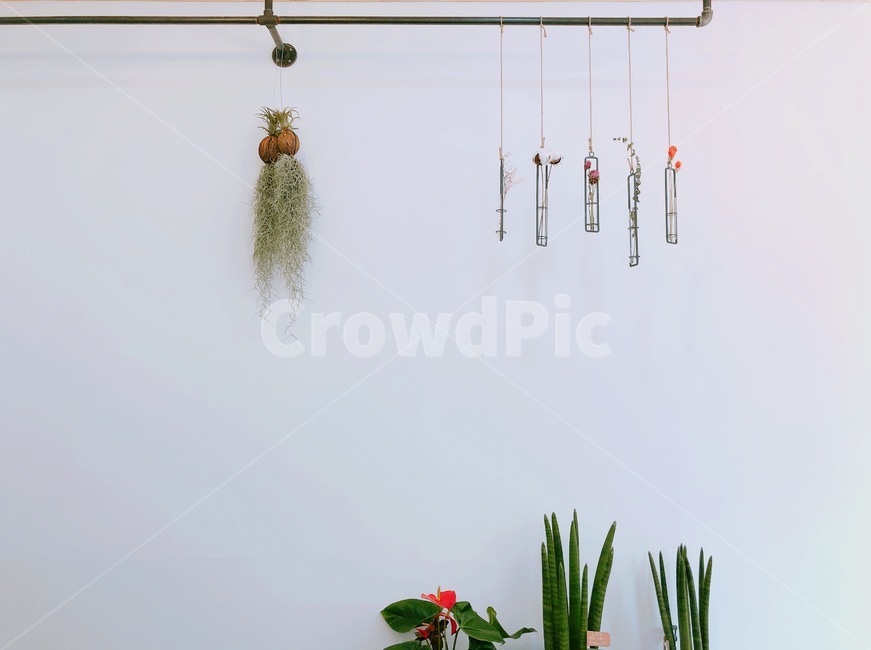 감성,카페,인테리어,식물,스투키,실내용화초,화분,화초,house plant,인테리어,실내디자인,interior design