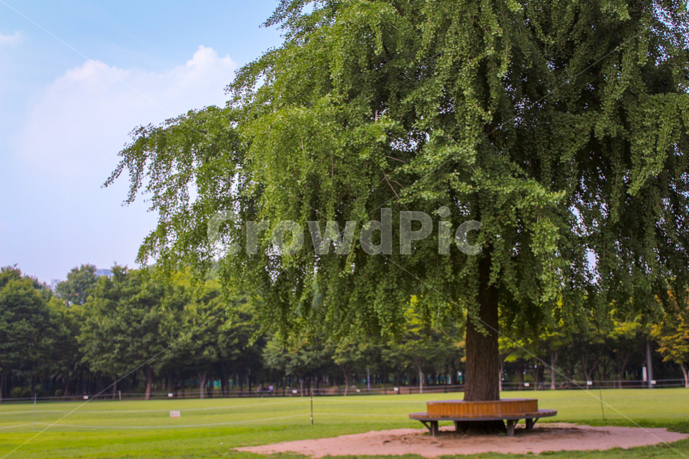나무,맑은날,구름,공원,벤치,sunny,자연,nature,식물,plants,tree,여름,summer