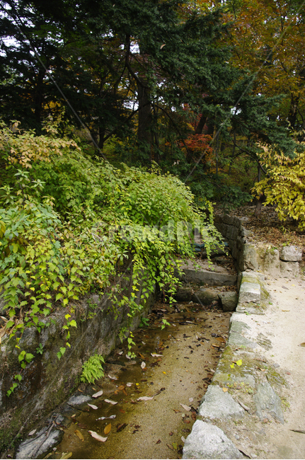 나무,식물,plant,수로,자연,nature,자연,풍경,nature,landscape,water,물,outdoors,옥외,river,강