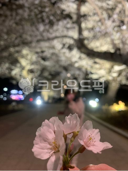 Cherry Blossom Festival,Cherry Blossom,anther,cherry blossom road,flower
