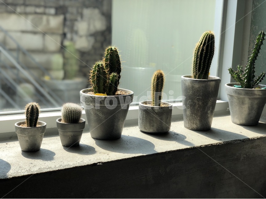 선인장,창문,식물,오후,그림자,식물,자연,plants,nature,실내용화초,화분,화초,house plant