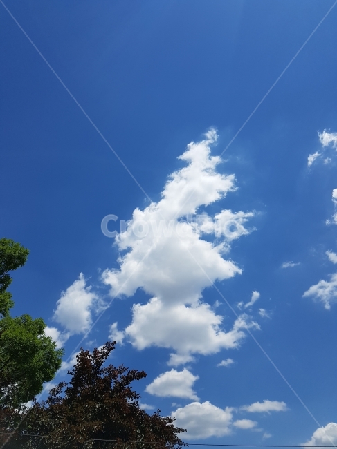 하늘,구름,트리,구름트리,파란,신기한,풍경,sky,cloud,tree,blue,amazing,landscape,자연,풍경,nature,landscape,outdoors,옥외,azure sky,푸른 하늘