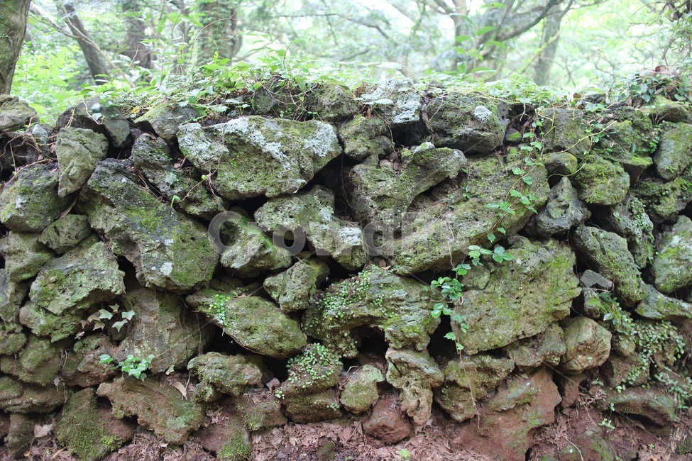 돌담,이끼,현무암,돌,숲,나무,비자림,제주도,제주도,jeju,jeju island,plant,식물