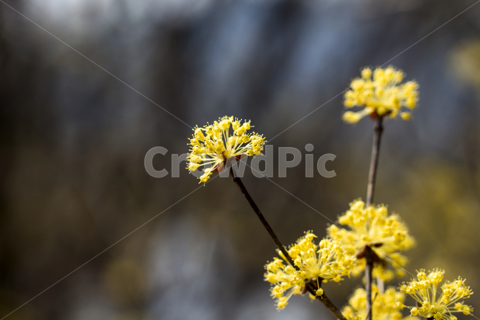 산수유,봄,나들이,배경,계절,꽃,자연,식물,한국,봄,계절,spring,season,식물,자연,plants,nature,꽃,flower,plant