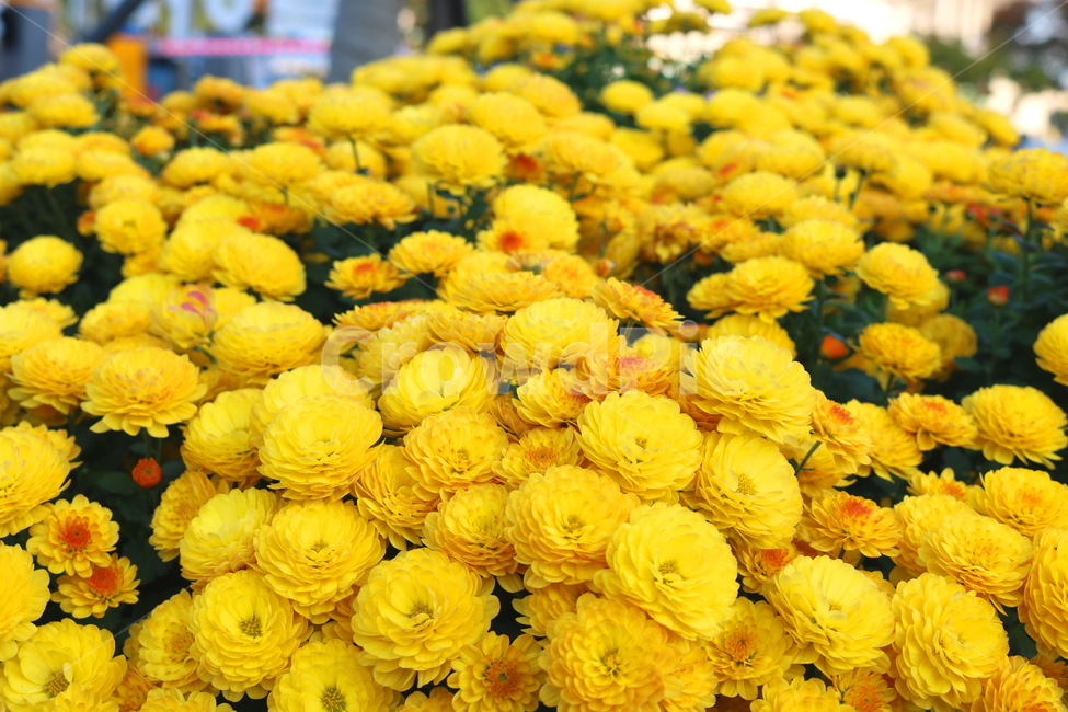 꽃,국화,국화꽃,식물,야생화,원예,자연,노란색꽃,소국화,식물,자연,plants,nature,꽃,flower
