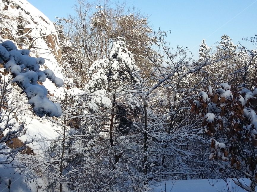 눈,눈꽃,설경,폭설,겨울나무,겨울,계절,winter,season,자연,풍경,nature,landscape