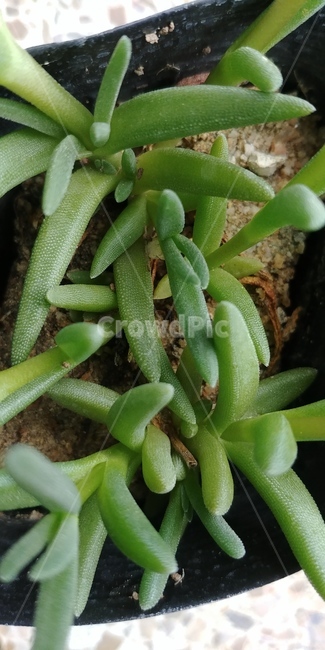 화분,식물,흙,줄기,꽃,flower,ground,식물,자연,plants,nature