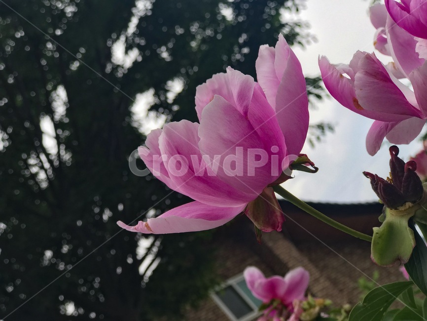 flower,분홍색꽃,예쁜꽃,꽃,봄,식물,자연,plants,nature,꽃,flower