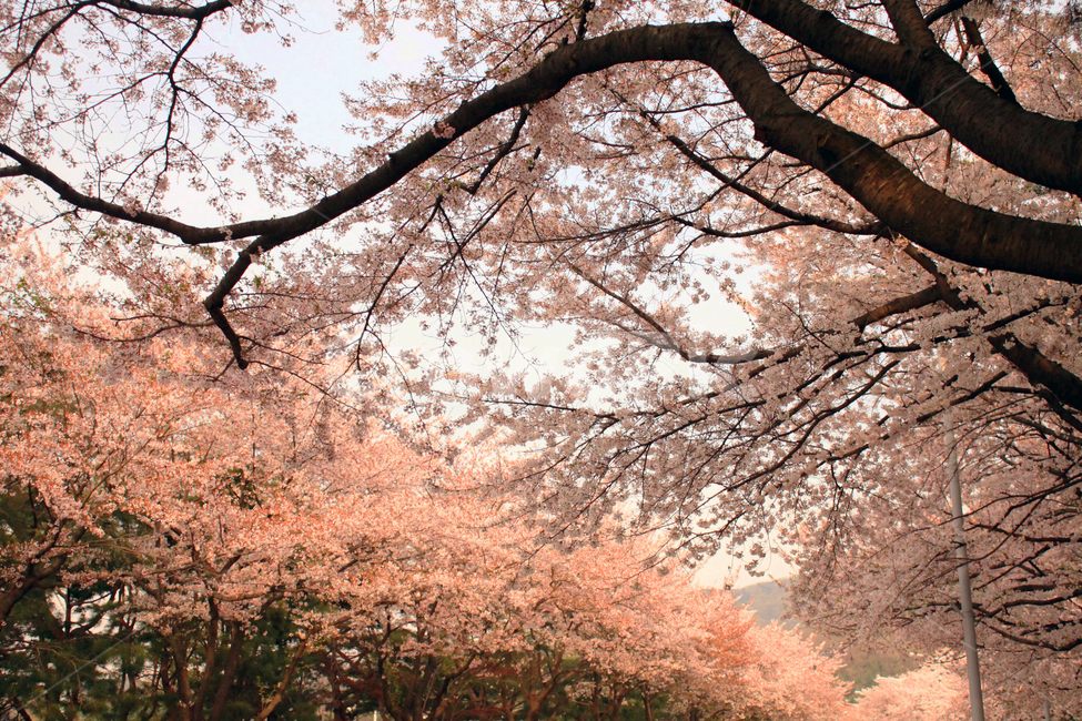 벚꽃,꽃,봄,나무,가지,나뭇가지,봉우리,꽃잎,개화,식물,cherryblossom,blossom,식물,자연,plants,nature,꽃,flower