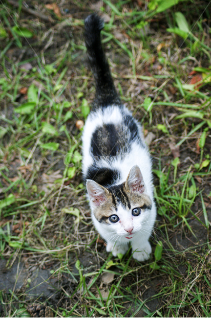 kitten,고양이새끼,pet,애완동물,고양이,cat,포유류,mammal,animal,동물,동물,animal,포유류,mammal,고양이,cat,kitten,kitty