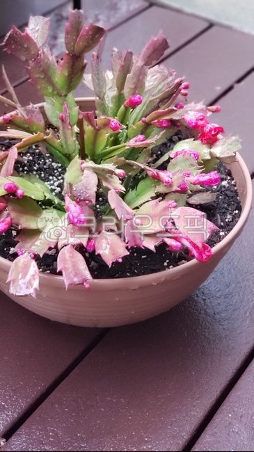 cactus flower,cataus,plant,Cactus,christmas cactus,succulents,crab cactus,flower