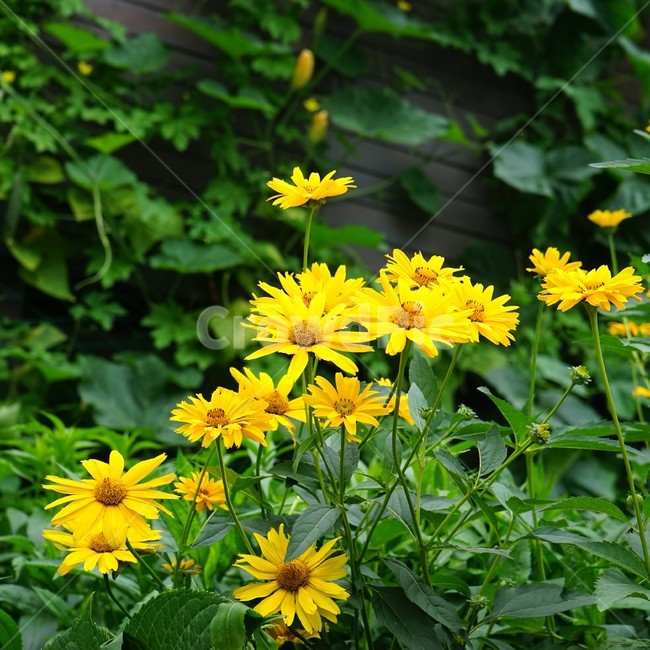 꽃,암술,식물,노랑,정원,식물,자연,plants,nature,꽃,flower