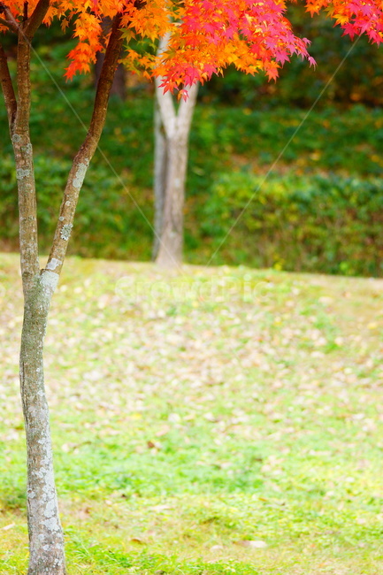 단풍,단풍나무,엽록소,감성,maple,잎,식물,가을,계절,fall,autumn,season,식물,자연,plants,nature,나무,trees,wood,tree,plant,tree trunk,나무 줄기