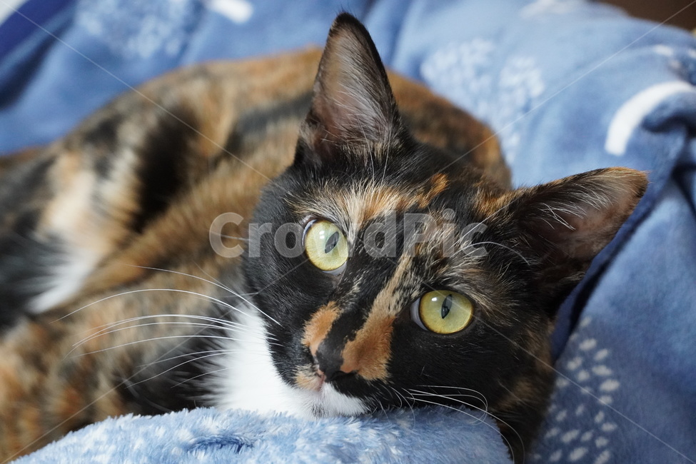 고양이,cat,카오스,귀여운,사랑스러운,동물,animal,포유류,mammal,고양이,cat,kitten,kitty