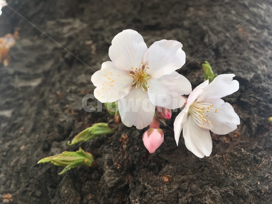 벚꽃,봄,꽃,벚나무,봄꽃,계절,나무,식물,자연,cherryblossom,spring,season,nature,tree,plant