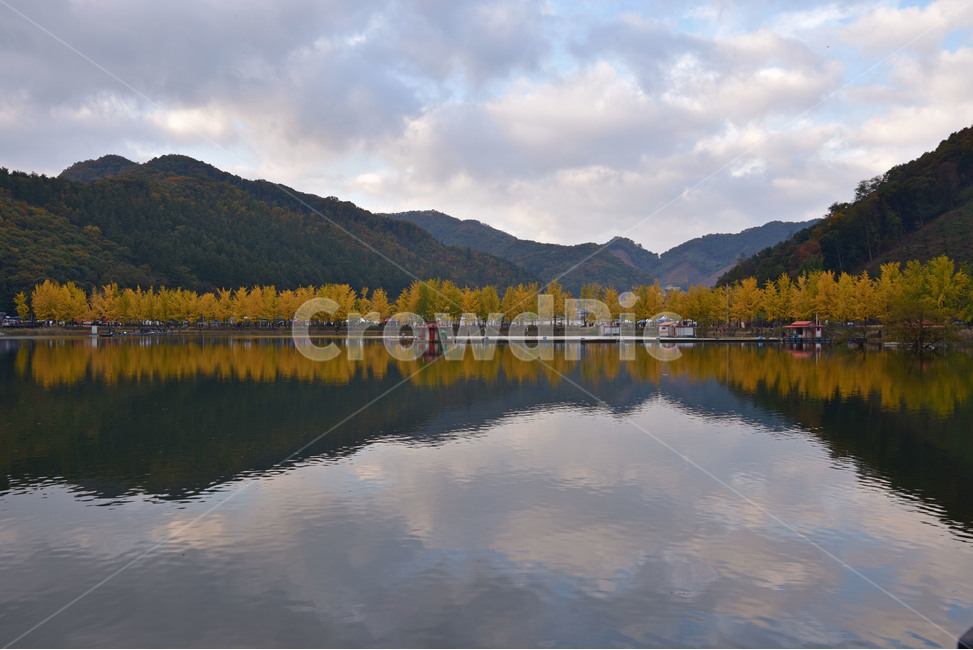 nature,자연,호수,lake,은행나무,반영,호수풍경,가을풍경,호수반영,자연,풍경,nature,landscape,한국자연풍경,한국자연경관,korea nature landscape