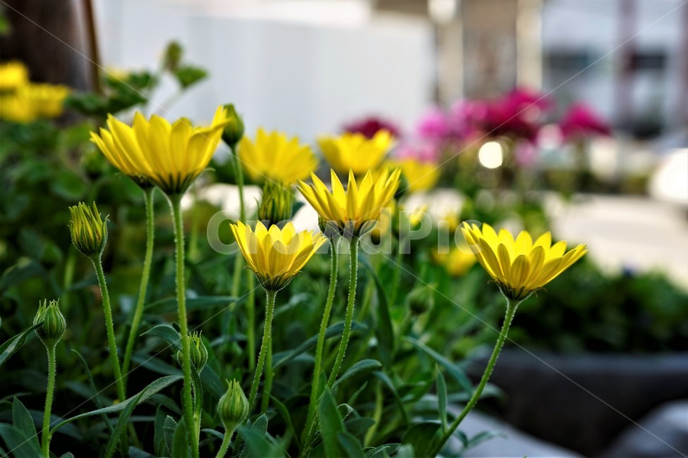bloom,colorful,floral,flower,gardenflowers,happymind,life,nature,plant,spring,봄,정원,가드닝,원예,원예식물,화려,식물,꽃,garden,scent,healing,노랑,yellow