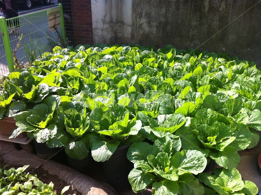 배추,chinesecabbage,밭,farm,plant,식물