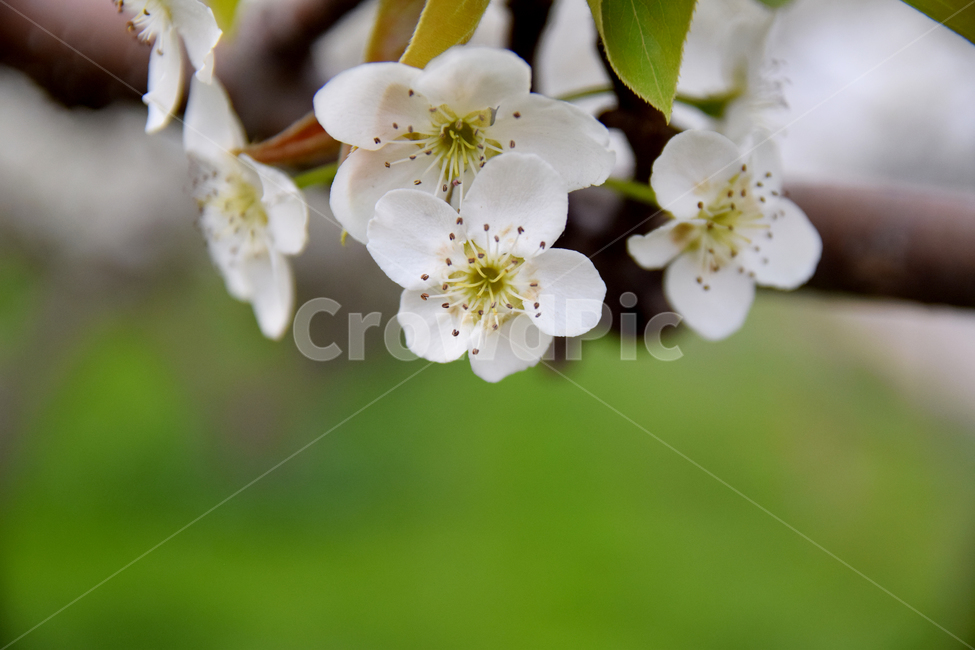 배,배꽃,흰꽃,배나무,하얀꽃,pear,peartree,pearflower,flower