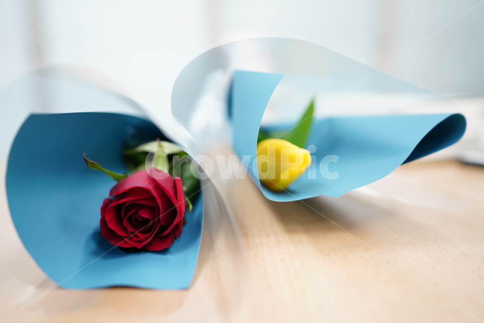 꽃,플라워,flower,붉은색,색감,컬러,느낌,생명,식물,꽃송이,선물,감성,꽃,flower,기념일,축하,anniversary,congratulation,celebrate,celebration